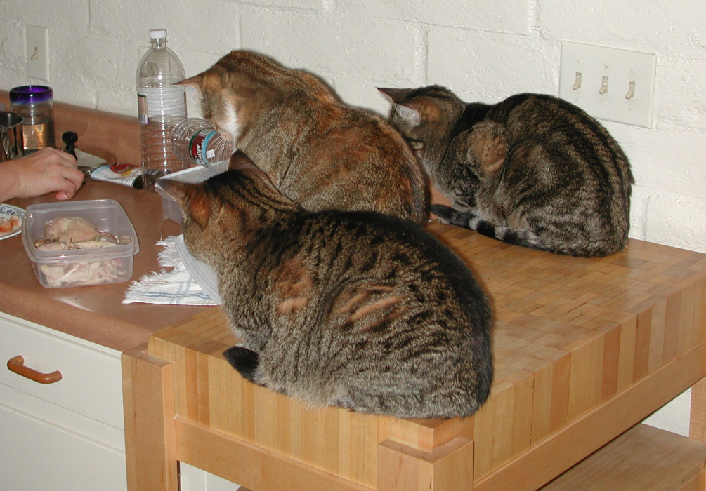 dcats2.jpg
