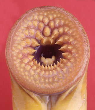 Lamprey.jpg