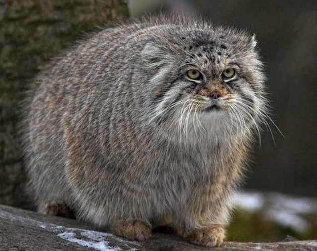 422452339b0114fc2503f0a6d9809eaf--pallass-cat-fluffy-cat.jpg