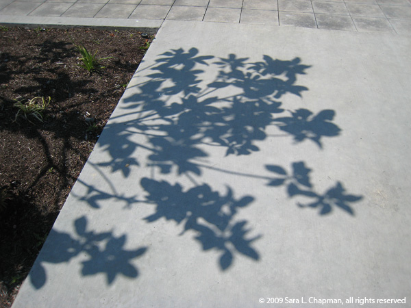 shadows2666.jpg