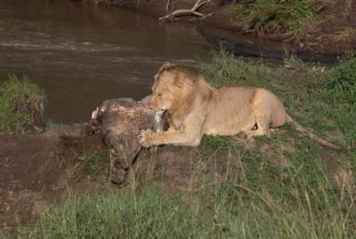 lion-vs-tiger-lion-wins-most-times-21628745.jpg