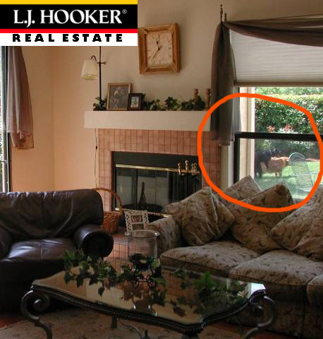 dog-in-listing-photo_480_01.jpg