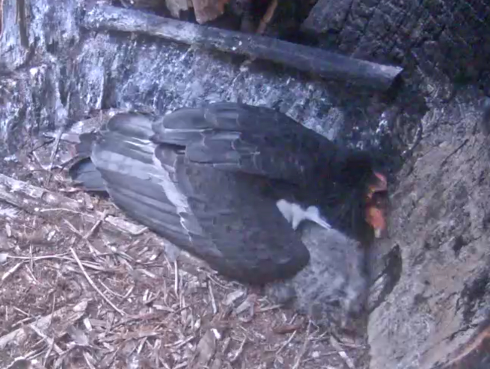 condor_bedtime.jpg