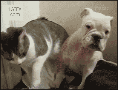 tumblr_nihw6alNUm1t0cscho1_400.gif