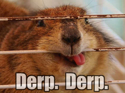 derp-derp.jpg