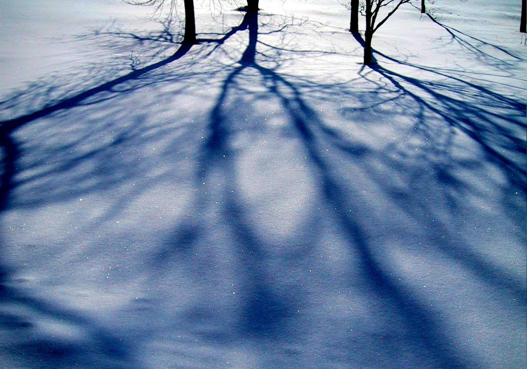 Creeping_Winter_Tree_Shadows.jpg