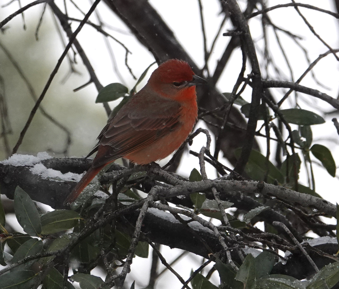 hepatic_tanager_2019_01_01_male.jpg