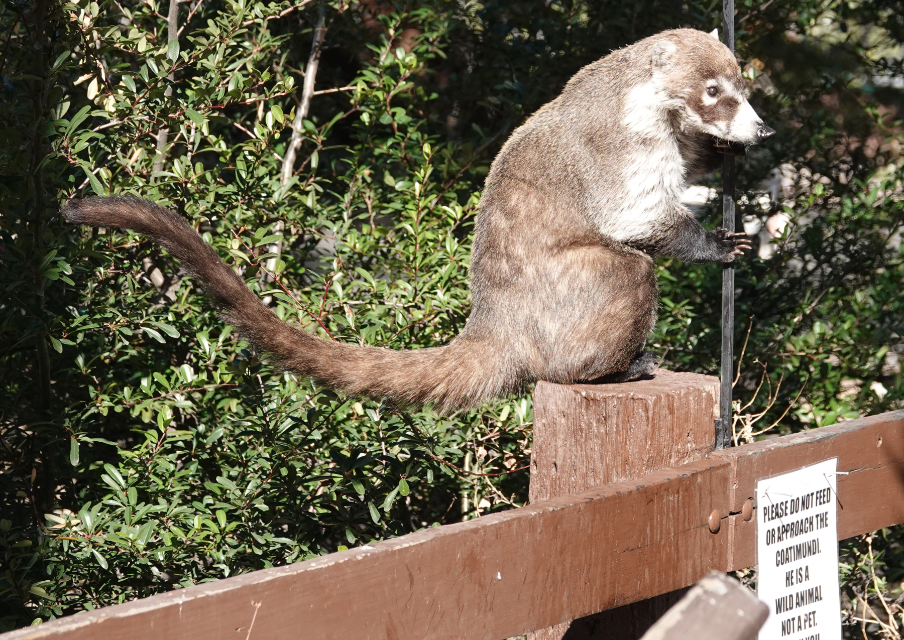 coati_2019_01_26c.jpg