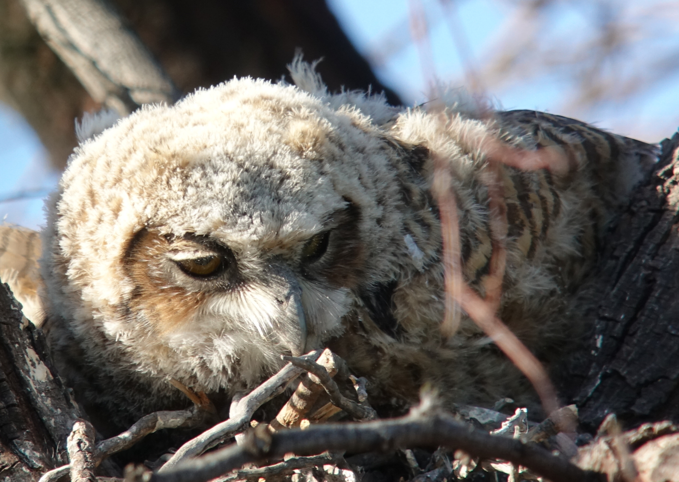 ghowls_2018_05_09b.jpg