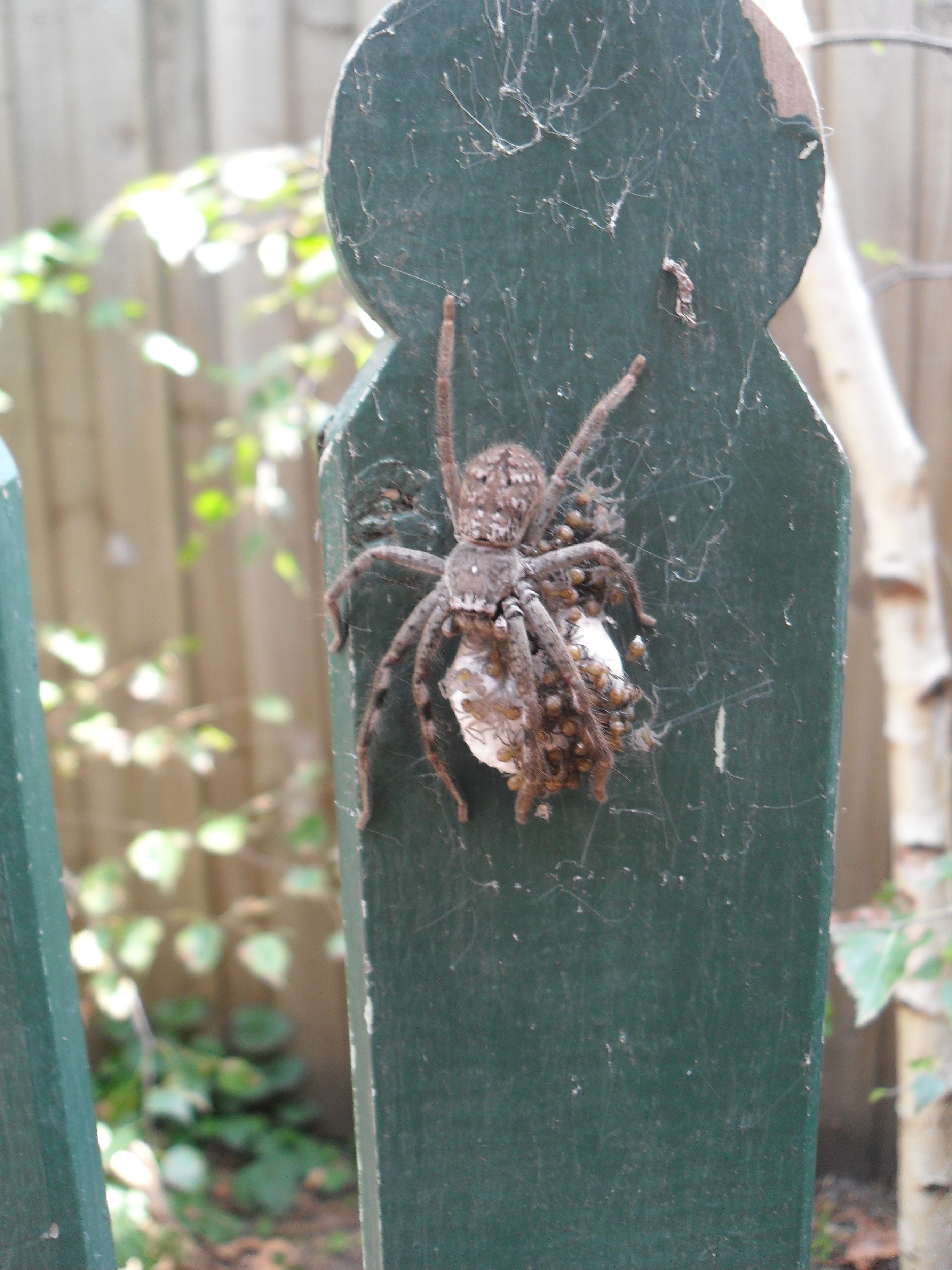 Huntsman_Spider_egg_sac_hatching_23_Jan_11.JPG