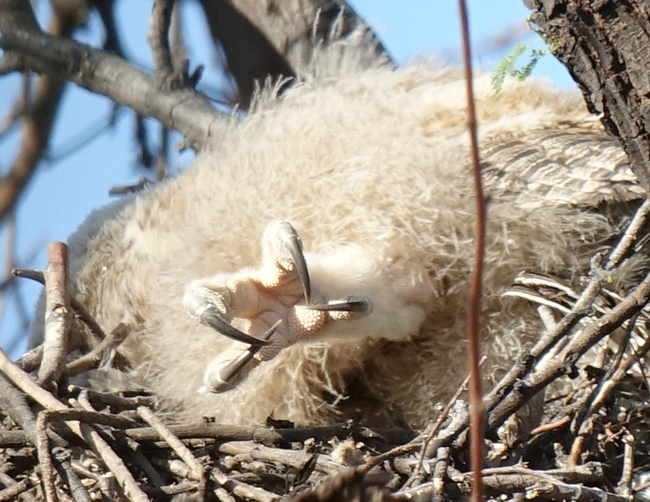 ghowls_2018_05_07c.jpg
