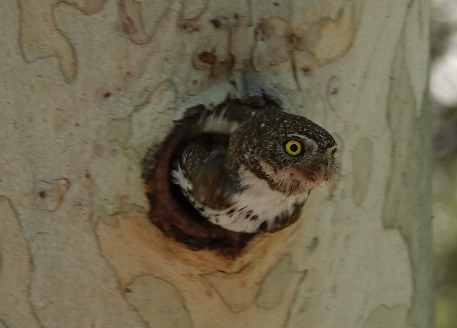 pygmy_owl_m_2019_06_23c.jpg