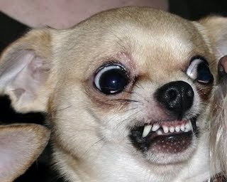 chihuahua_growl.jpg