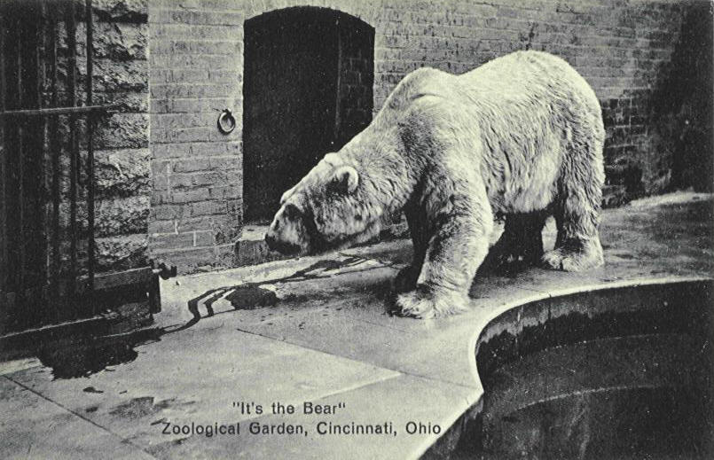 Polar%20Bear-1.jpg