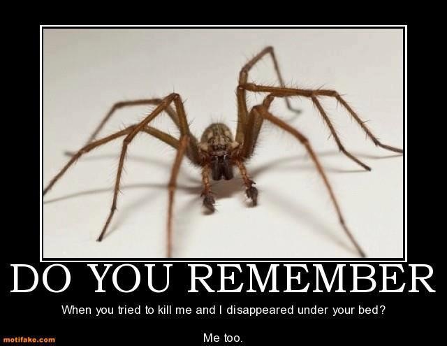b149d8686f2a32490dd6009e446529f6--spiders-meme.jpg