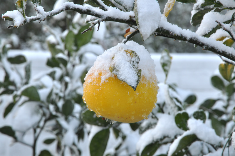 snowgrapefruit.jpg