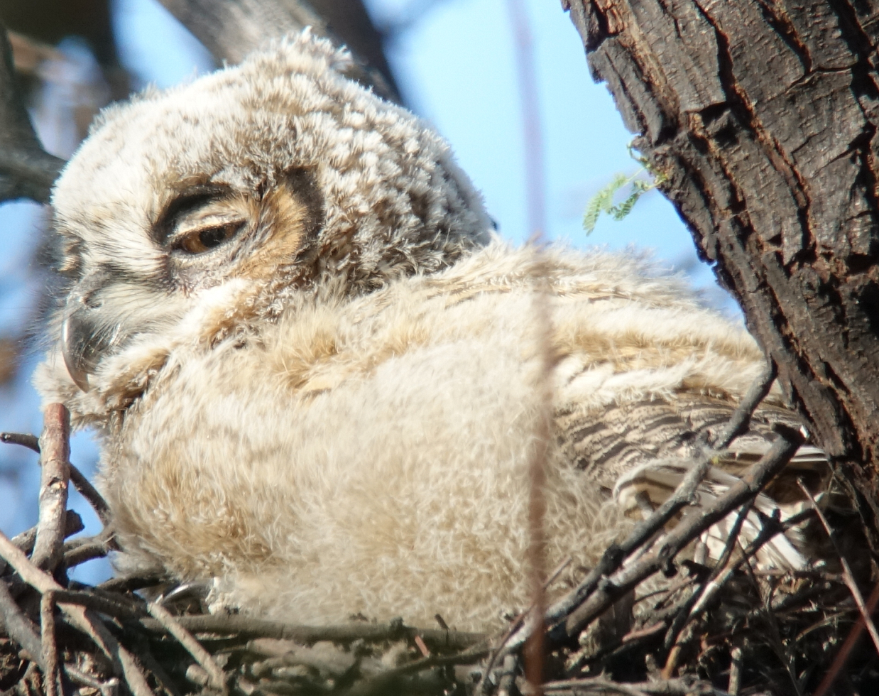 ghowls_2018_05_07d.jpg