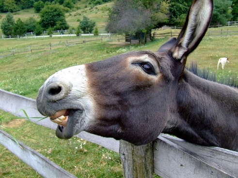 donkey_fence_nature_263748.jpg