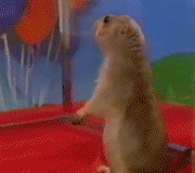 Spinning_prairie_dog.gif