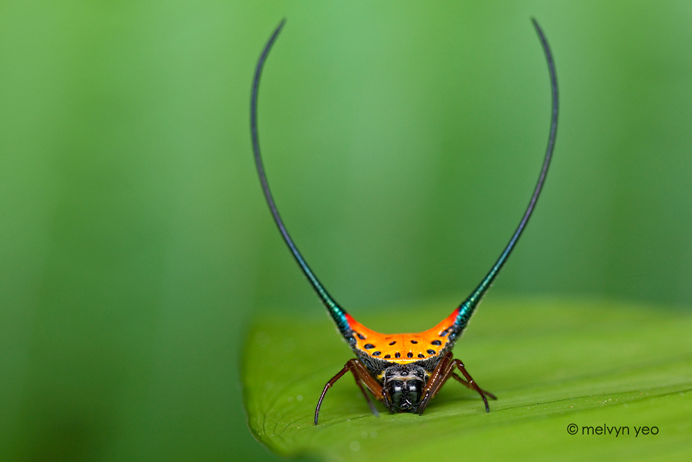 gasteracantha_arcuata_by_melvynyeo-d3kqnbh.jpg