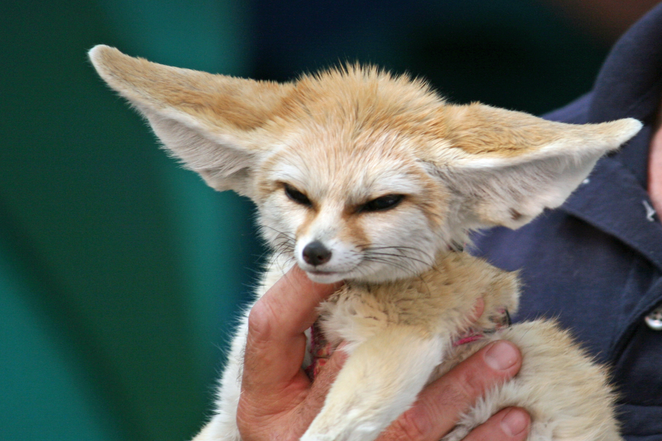10_Month_Old_Fennec_Fox.jpg