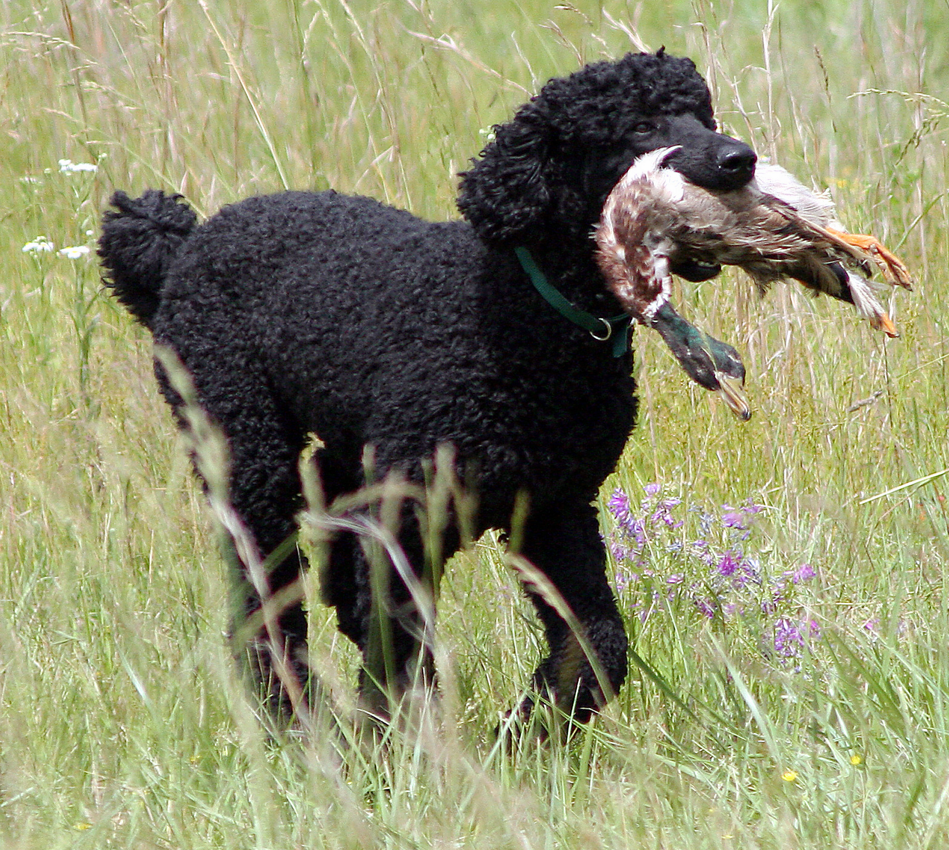 Bo_the_poodle_retrieving_a_duck.jpg