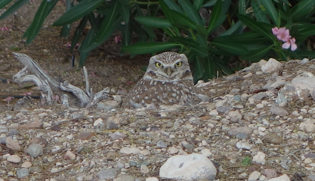 burrowingowl_2015_04_14.jpg