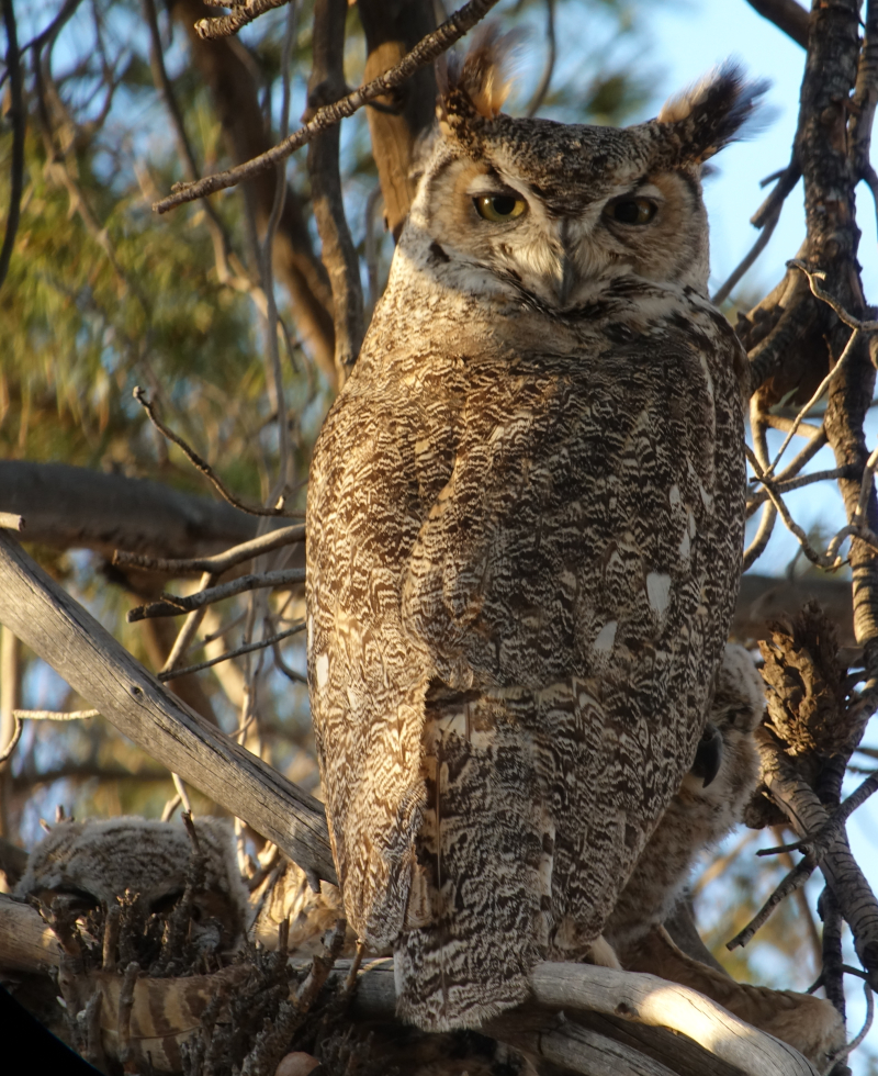 gfhowls_2018_05_09d.jpg