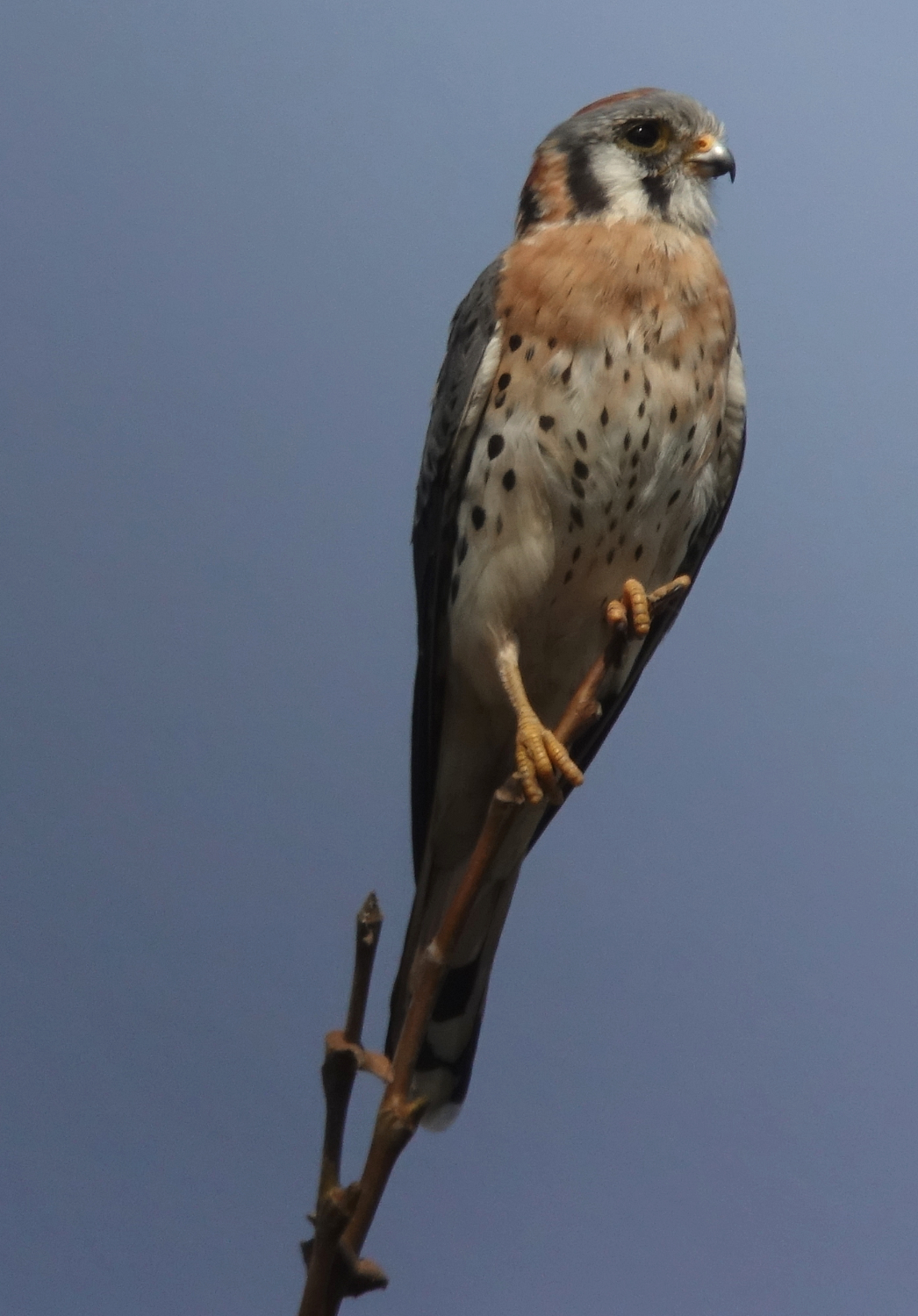 kestrel_2019_10_16.jpg