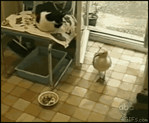 catgifpage95.gif