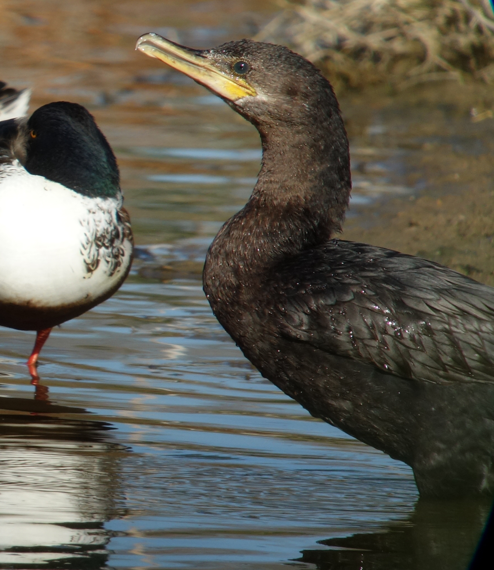 cormorant.jpg