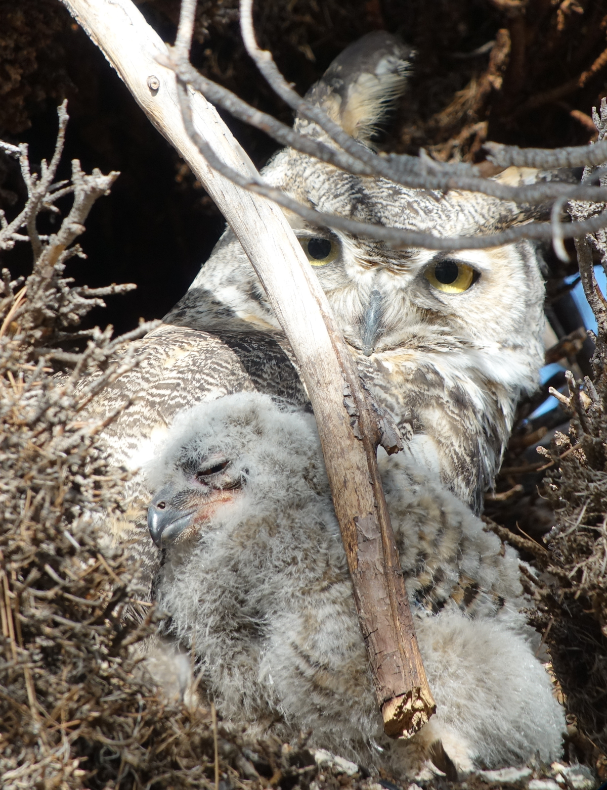 ghowls_2018_04_17b.jpg
