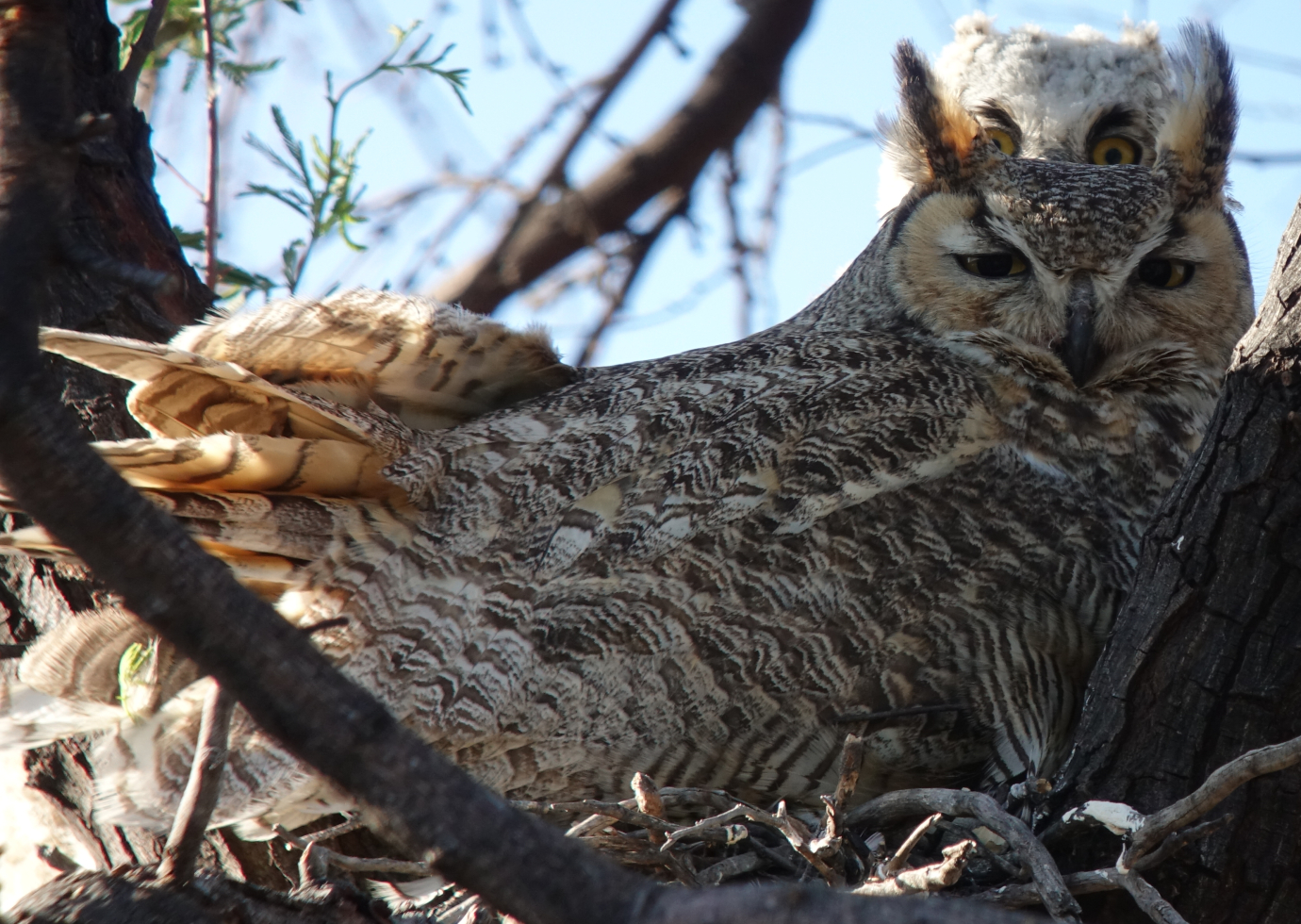 ghowls_2018_05_03b.jpg