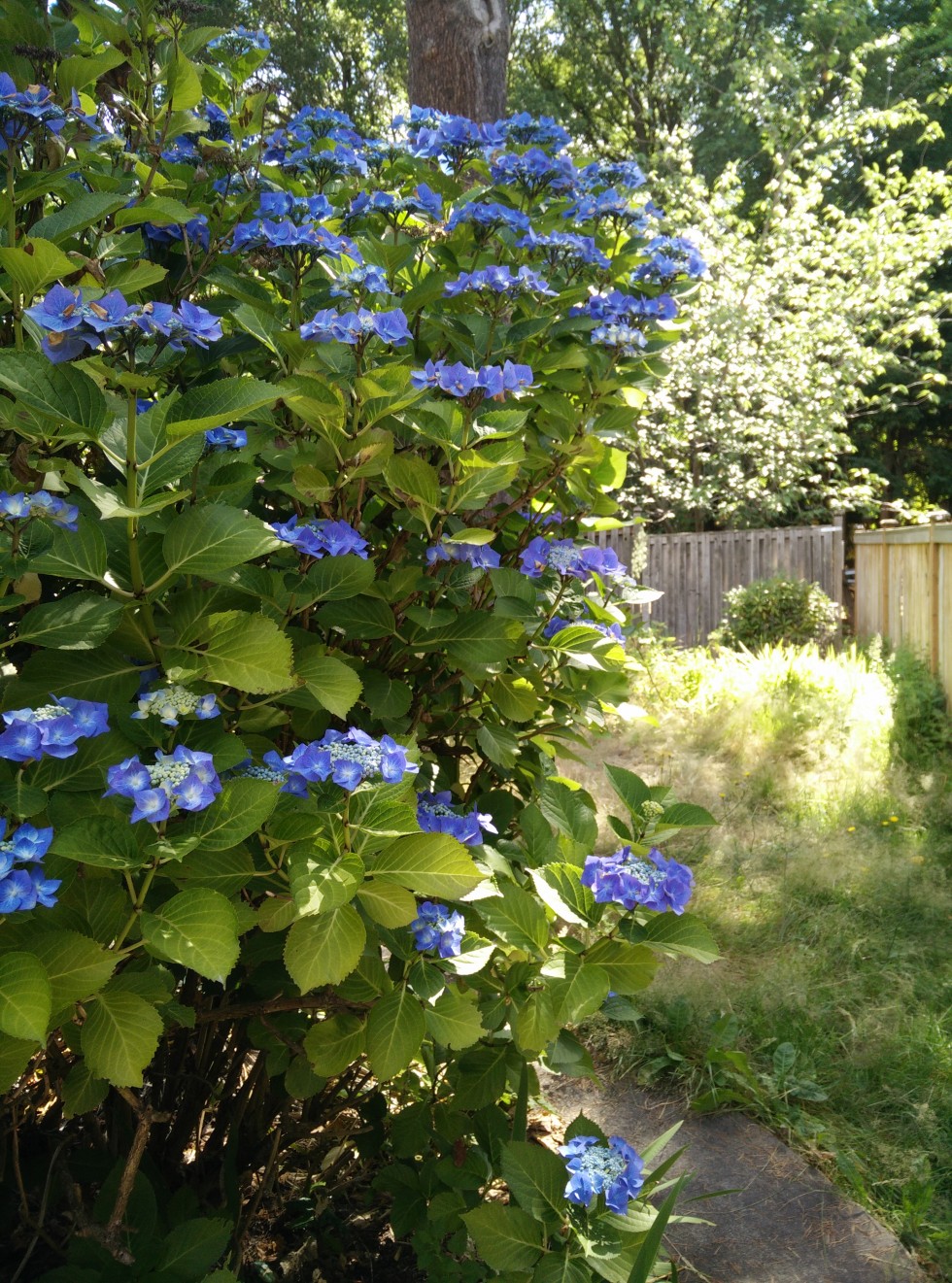 flowers-oneplus-980x1321.jpg