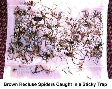 pcreclusespiders_clip_image009.jpg