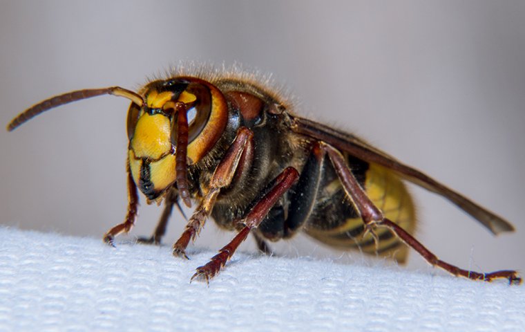 european-hornet-pest-identification.jpg