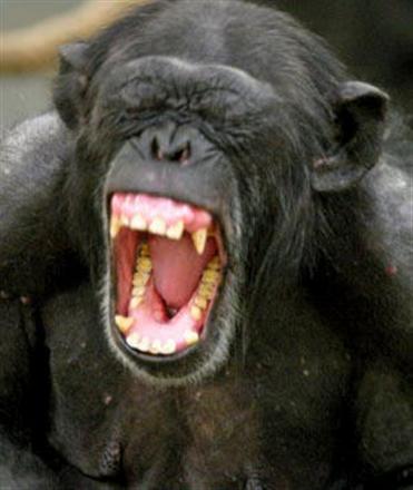 screaming-chimp.jpg
