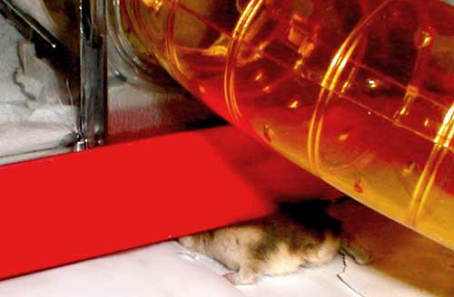 flat_hamster.jpg