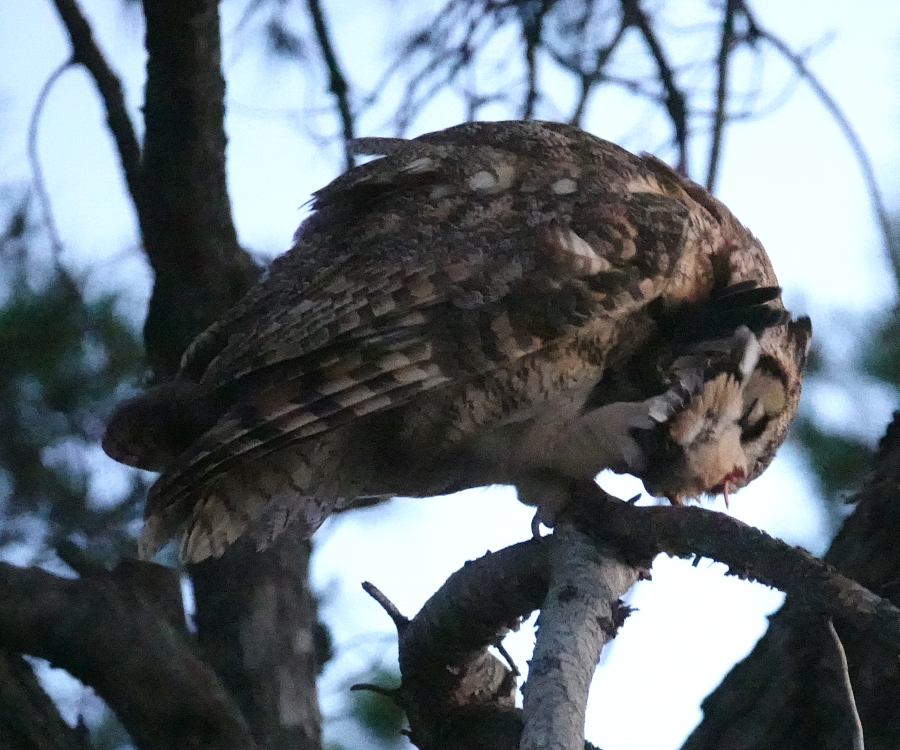 ghowls_2019_07_01b.jpg