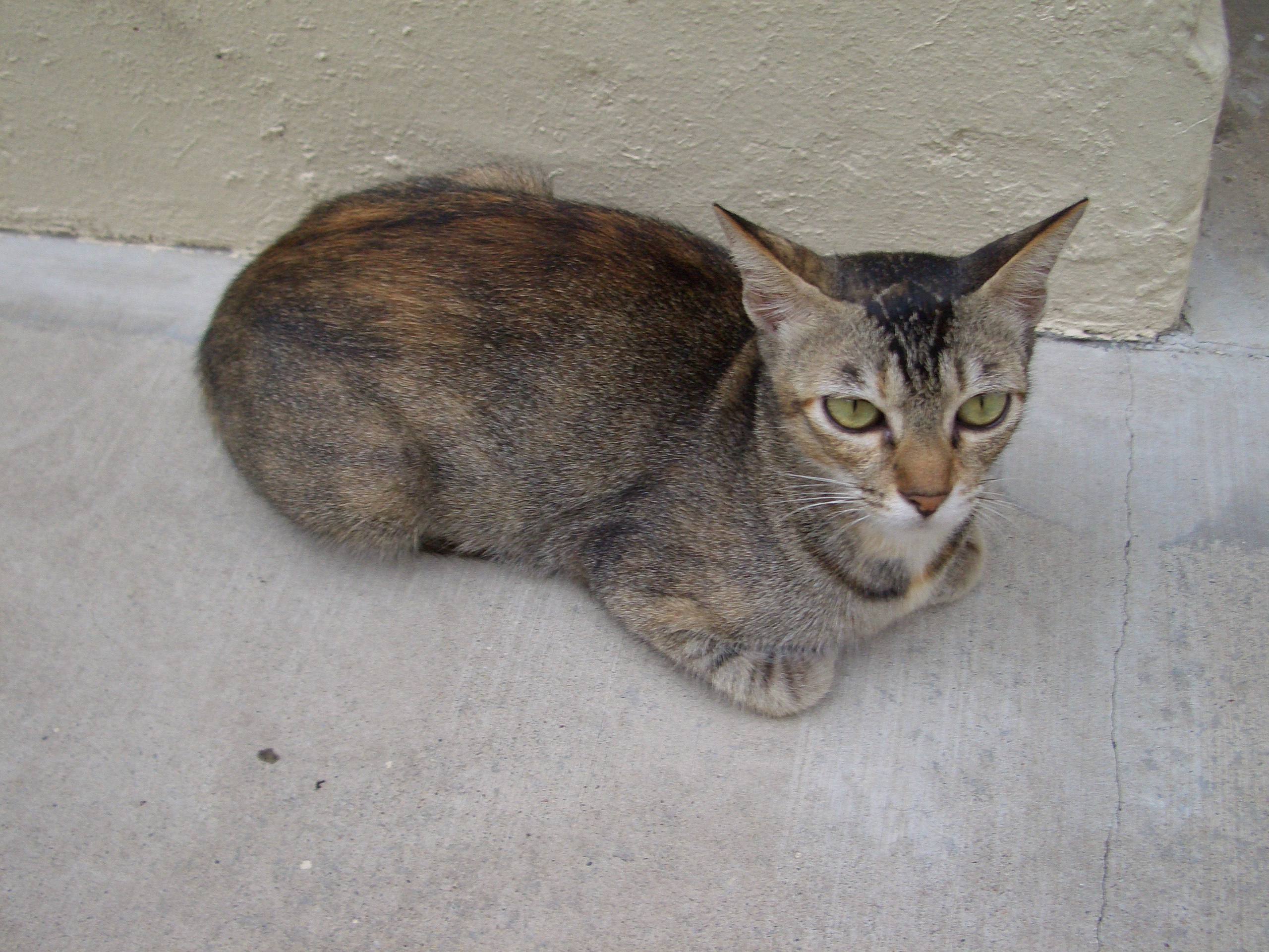 Tortoiseshell_singapore_stray_cat.jpg