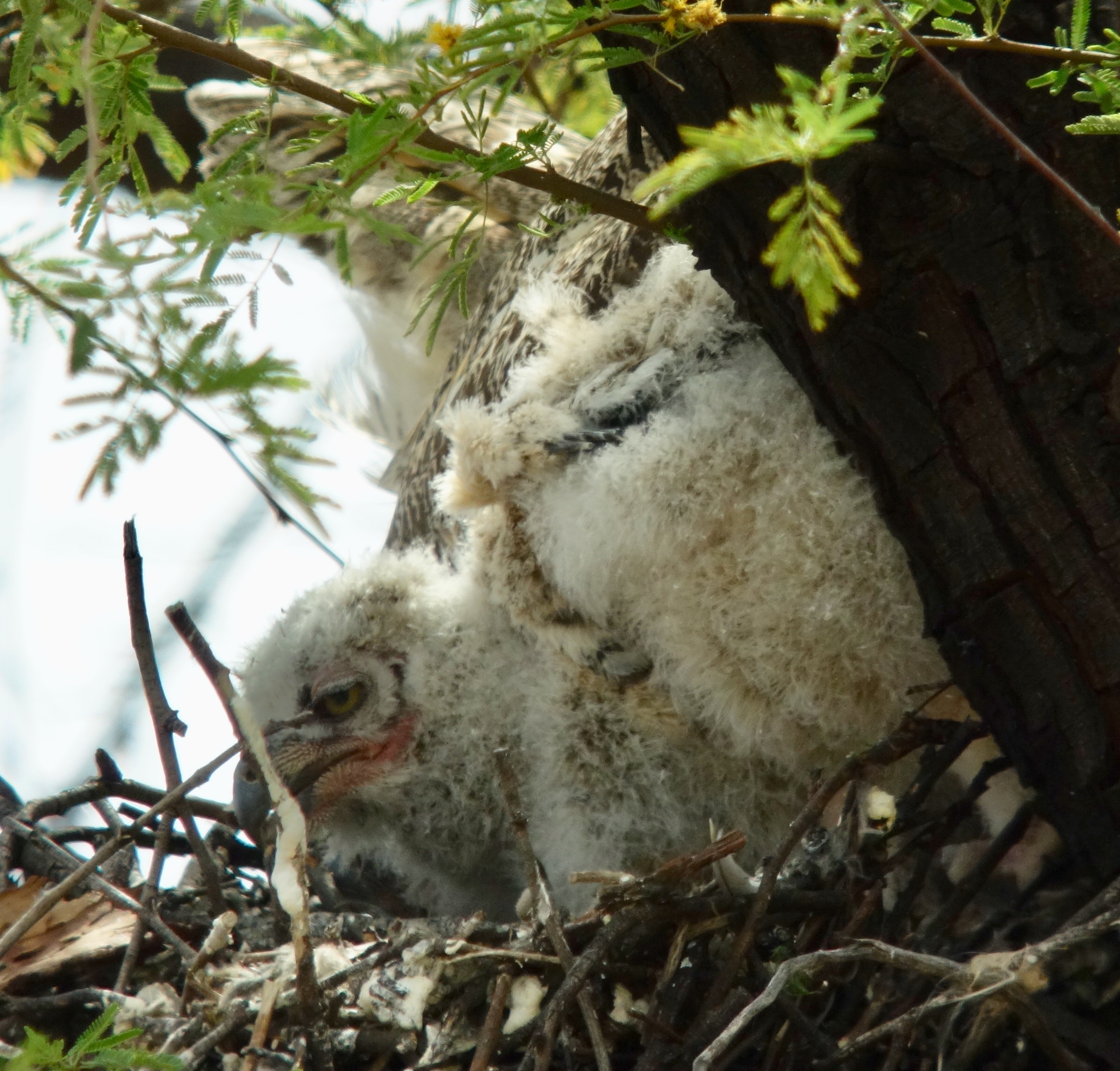 ghowls_2019_04_04a.jpg