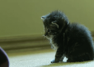 tumblr_msml75gFSk1qm62s4o1_400.gif