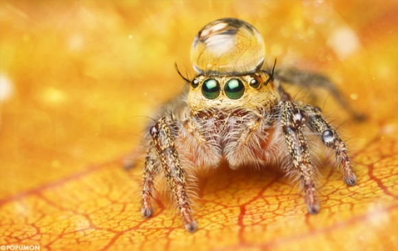 spider-with-hat.jpg