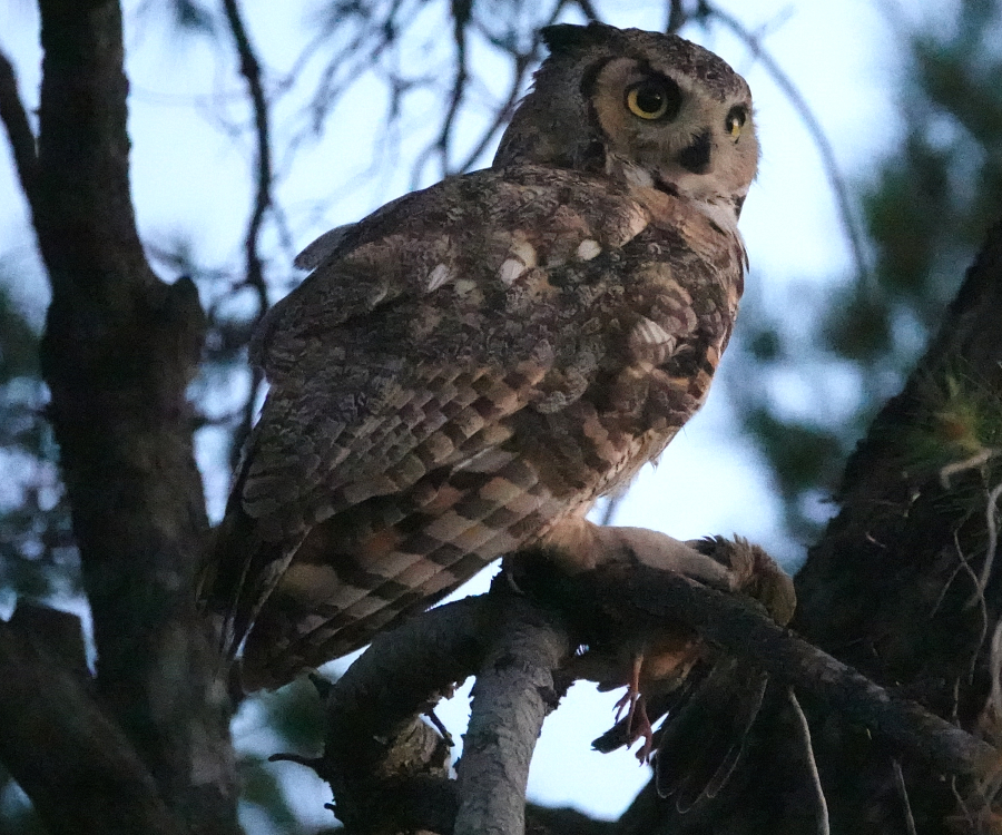 ghowls_2019_07_01c.jpg