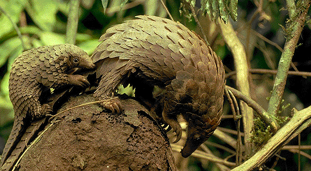pangolin.gif