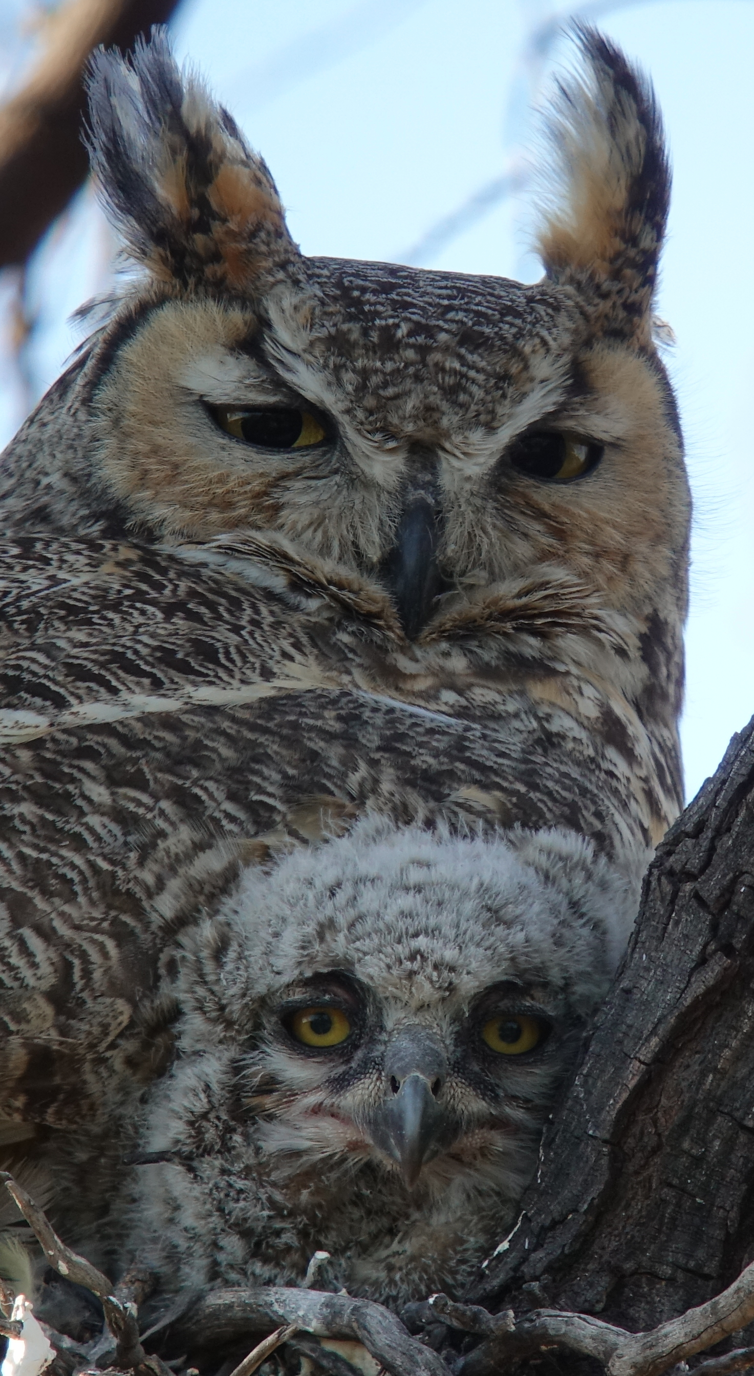 ghowls_2018_04_23a.jpg