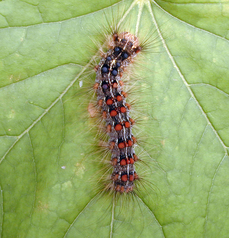 caterpillar_custom.jpg