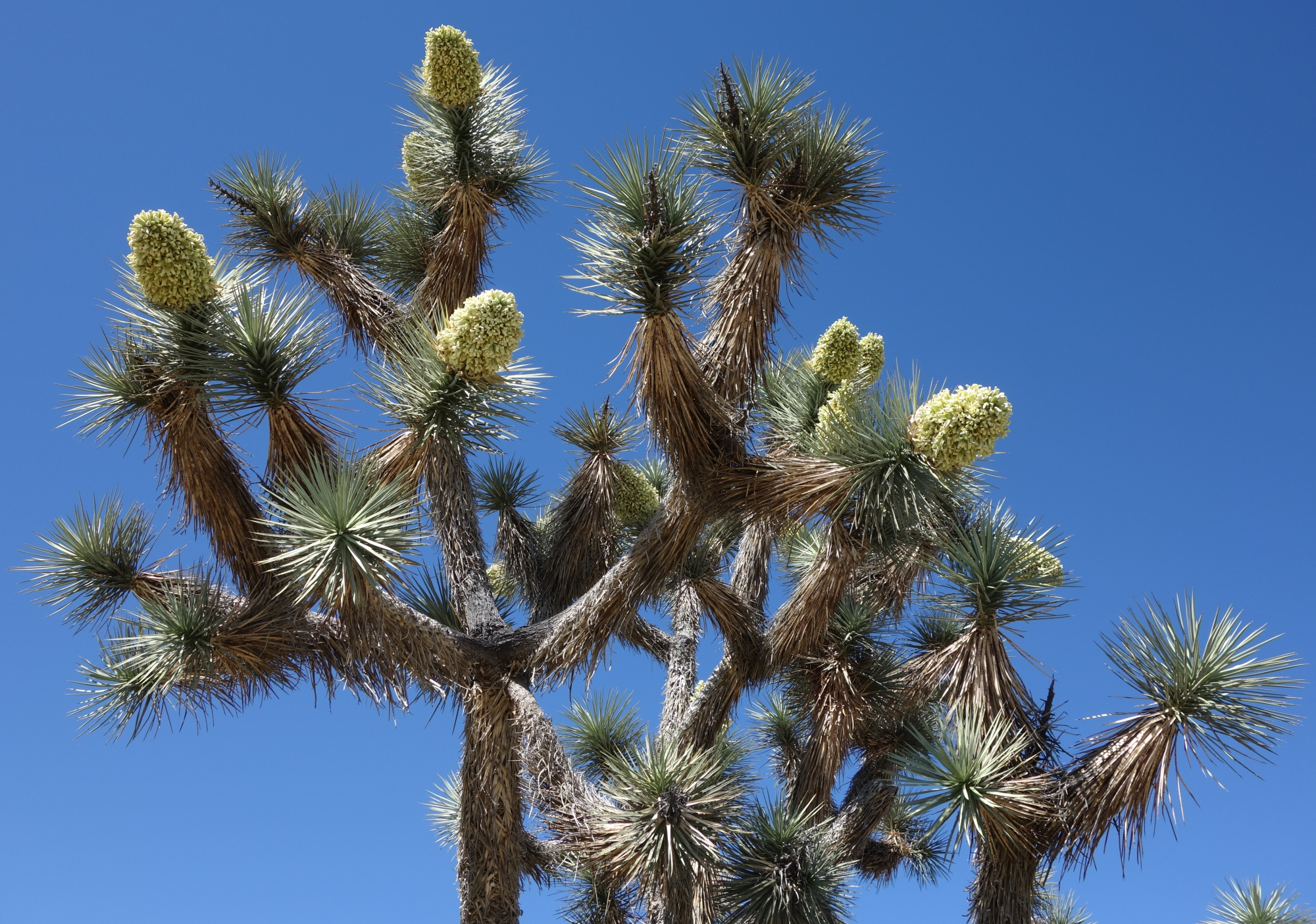 joshuatree01.jpg