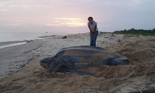 leatherback-sea-turtle.jpg