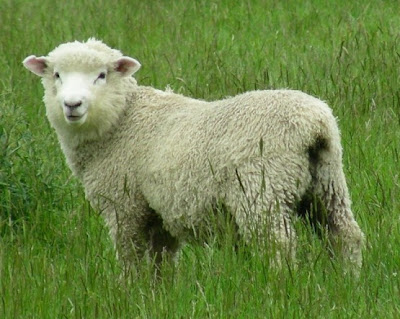sheep+dunedin.jpg